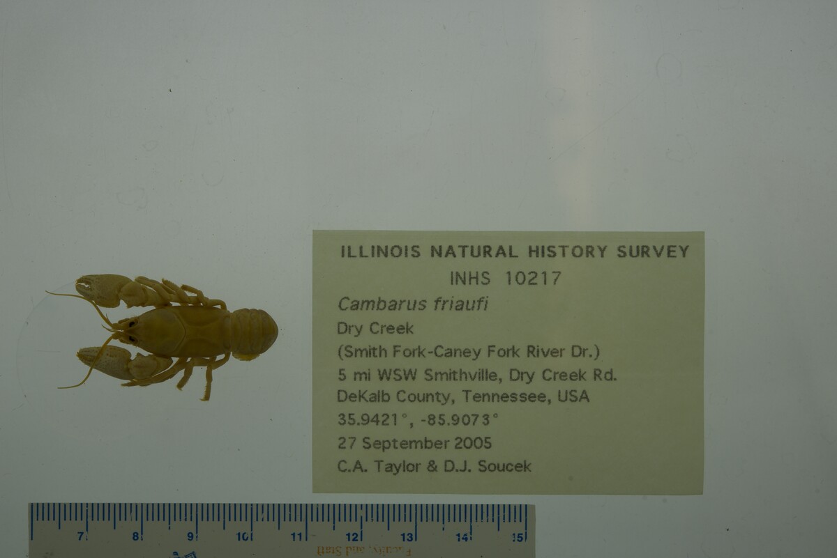 Cambarus friaufi image